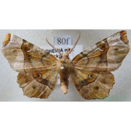 Selenia tetralunaria (Hufnagel, 1767) male Skrzytek dereniak Czech80f